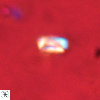 Neocrepidolithus dirimosus VR 01871
