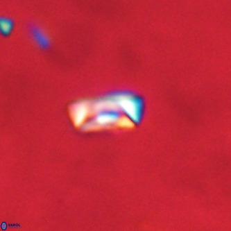 Neocrepidolithus dirimosus VR 01877