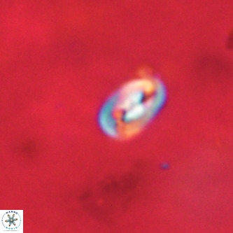 Neocrepidolithus dirimosus VR 01890