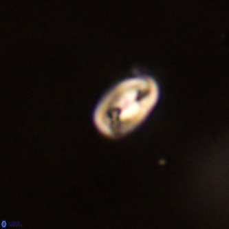 Neocrepidolithus dirimosus VR 01891