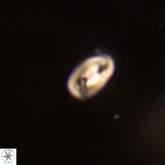 Neocrepidolithus dirimosus VR 01891