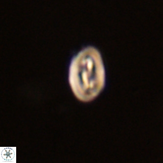 Neocrepidolithus dirimosus VR 01892