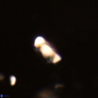 Neocrepidolithus dirimosus VR 01896