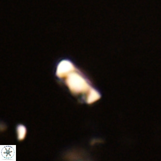 Neocrepidolithus dirimosus VR 01896