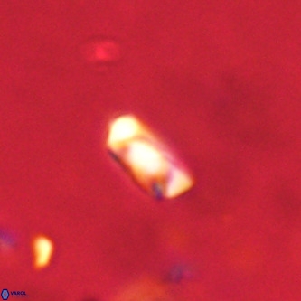 Neocrepidolithus dirimosus VR 01897