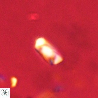 Neocrepidolithus dirimosus VR 01897