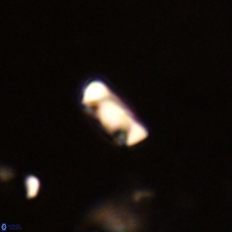 Neocrepidolithus dirimosus VR 01899