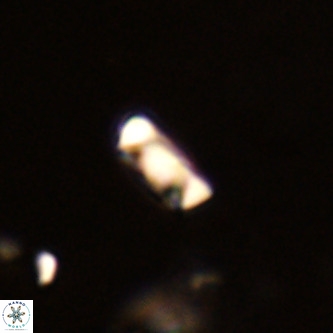 Neocrepidolithus dirimosus VR 01899