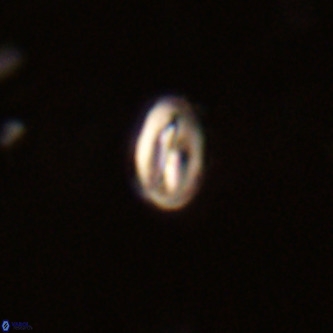 Neocrepidolithus dirimosus VR 01901