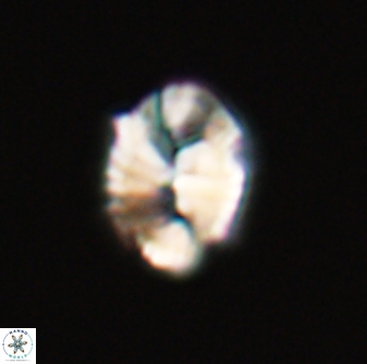 Neocrepidolithus fossus 22874