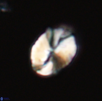 Neocrepidolithus fossus 22875