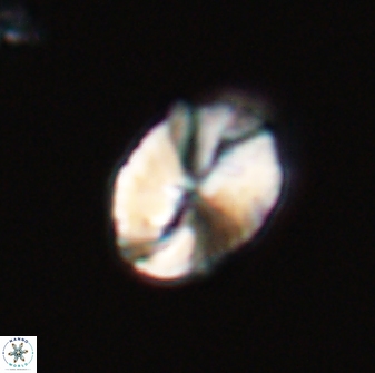 Neocrepidolithus fossus 22875