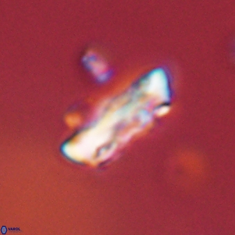 Neocrepidolithus grandiculus 43979