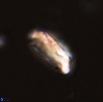 Neocrepidolithus grandiculus 43985