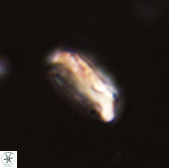 Neocrepidolithus grandiculus 43985
