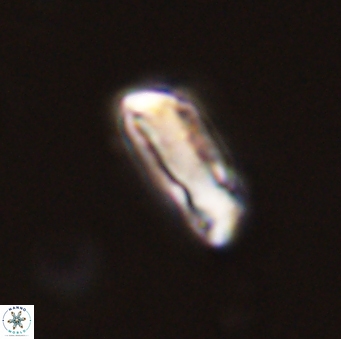 Neocrepidolithus grandiculus 43989