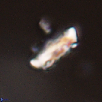Neocrepidolithus grandiculus 43980