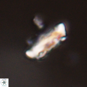 Neocrepidolithus grandiculus 43980