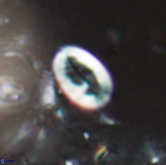 Neocrepidolithus laminatus 25420