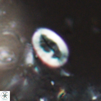 Neocrepidolithus laminatus 25420