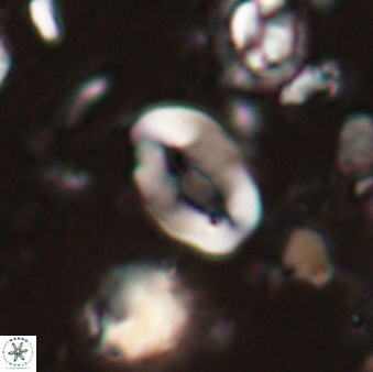 Neocrepidolithus sp 54138