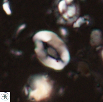Neocrepidolithus sp 54144