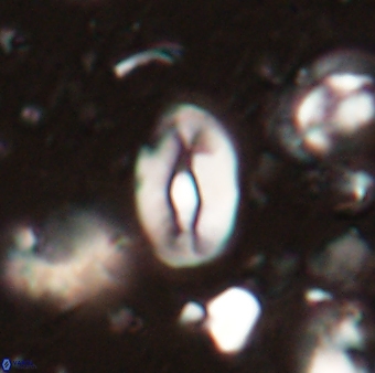 Neocrepidolithus sp 54141