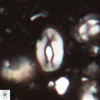 Neocrepidolithus sp 54141