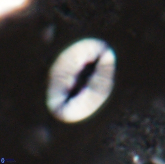 Neocrepidolithus triforaminatus 25616