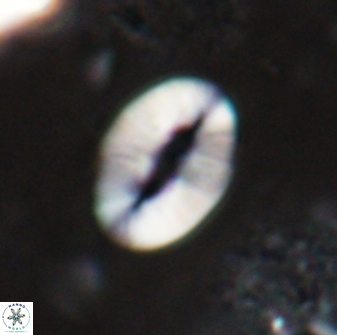 Neocrepidolithus triforaminatus 25616