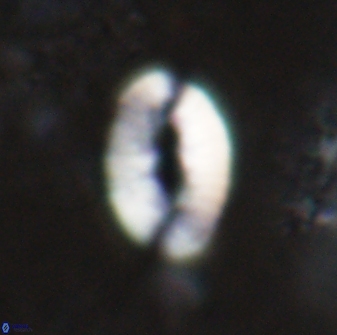Neocrepidolithus triforaminatus 25612