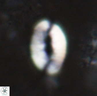 Neocrepidolithus triforaminatus 25612