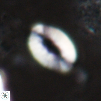 Neocrepidolithus triforaminatus 25613