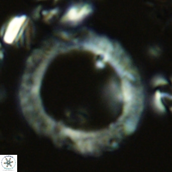 Neosphaera coccolithomorpha VR 03888