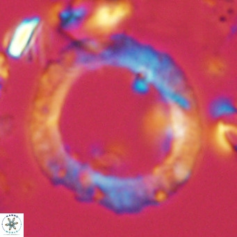 Neosphaera coccolithomorpha VR 03889
