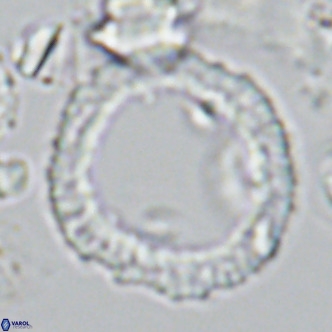 Neosphaera coccolithomorpha VR 03891