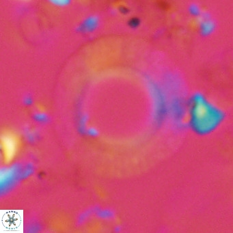Neosphaera coccolithomorpha VR 03914