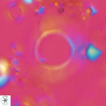 Neosphaera coccolithomorpha VR 03915