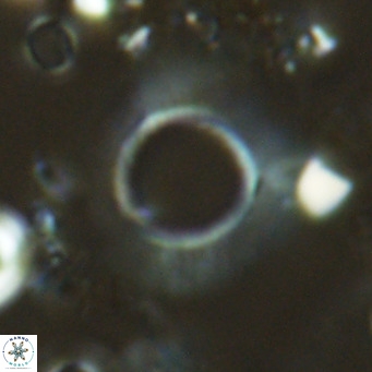 Neosphaera coccolithomorpha VR 03916