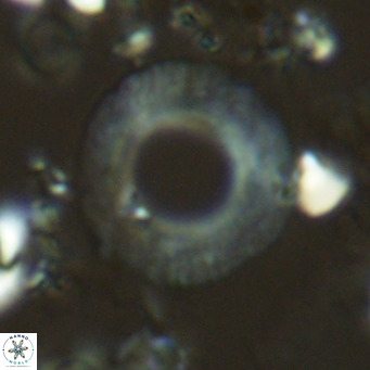 Neosphaera coccolithomorpha VR 03918