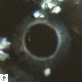 Neosphaera coccolithomorpha VR 03919