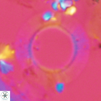 Neosphaera coccolithomorpha VR 03920