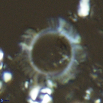 Neosphaera coccolithomorpha VR 05124