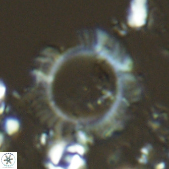 Neosphaera coccolithomorpha VR 05124