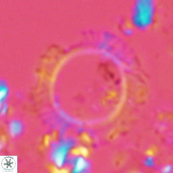 Neosphaera coccolithomorpha VR 05125