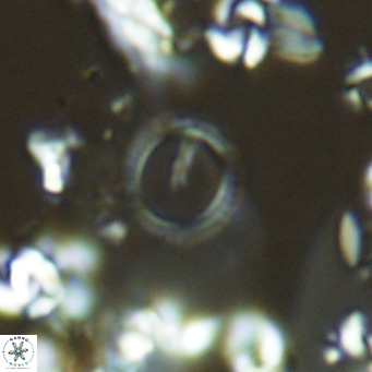 Neosphaera coccolithophorpha VR 05318