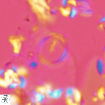 Neosphaera coccolithophorpha VR 05319