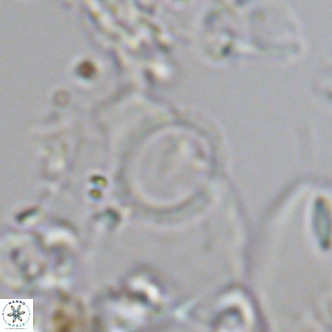 Neosphaera coccolithophorpha VR 05321