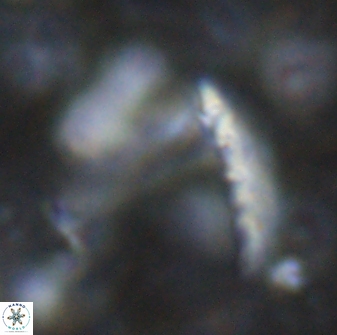 Nicklithus amplificus 26322