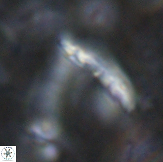 Nicklithus amplificus 26323